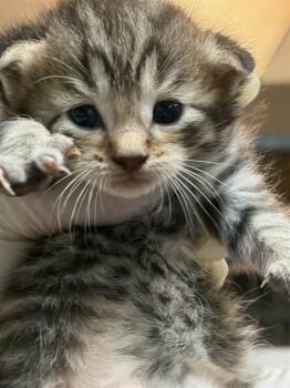 CELMENTINE -  Domestic Short Hair Cat for Adoption in Jacksonville, Florida - CELMENTINE | PetCurious