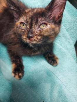 Mango -  Domestic Short Hair Cat for Adoption in Fishers, Indiana - Mango | PetCurious