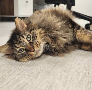 Domestic Long Hair and Tabby Cats Available for Adoption - Hagrid | PetCurious