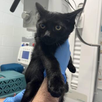 Ben 2 -  Domestic Short Hair Cat for Adoption in Marshall, Virginia - Ben 2 | PetCurious