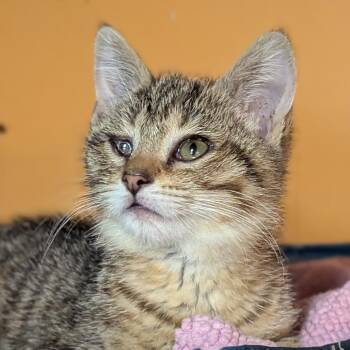 Valentina -  Domestic Short Hair Cat for Adoption in Johnstown, Pennsylvania - Valentina | PetCurious