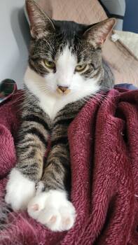Rescue Domestic Short Hair Cats for Adoption in Ottawa, Ontario - Sandy (m) 2yrs Old  Tabby/ White | PetCurious