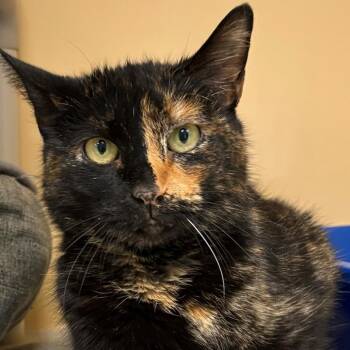 Domestic Short Hair Cats Available for Adoption - Lilly | PetCurious