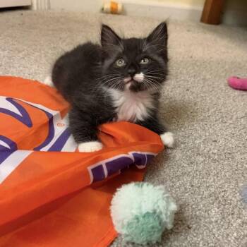 26-176 Pepsi -  Domestic Long Hair Cat for Adoption in North Branford, Connecticut - 26-176 Pepsi | PetCurious