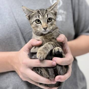 Meleys-3936 -  Domestic Short Hair Cat for Adoption in Tyler, Texas - Meleys-3936 | PetCurious