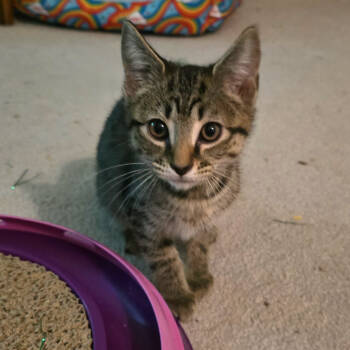 Rescue Tabby and Domestic Short Hair Cats for Adoption in Knoxville, Tennessee - Liam | PetCurious