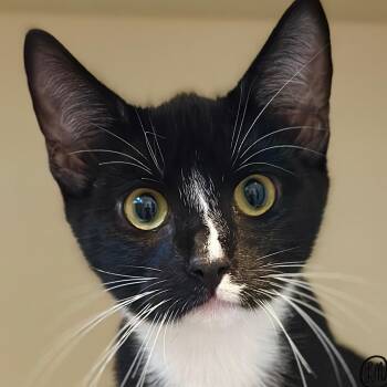 Crush -  Domestic Short Hair Cat for Adoption in Victor, New York - Crush | PetCurious