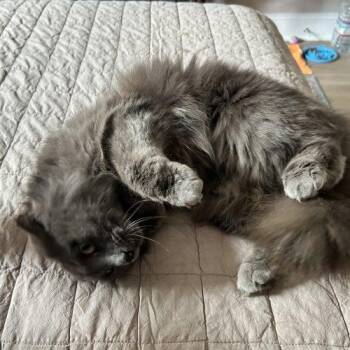 Domestic Medium Hair Cats Available for Adoption in Knoxville, Tennessee - Holly | PetCurious