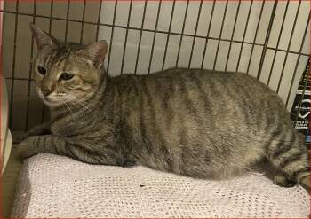 Patty -  Tabby and Calico Cat for Adoption in Lockhart, Florida - Patty | PetCurious