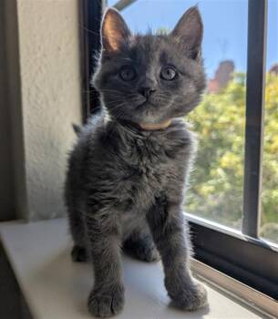 Domestic Medium Hair Cats Available for Adoption in Santa Clara, California - TAMAMO CROSS | PetCurious
