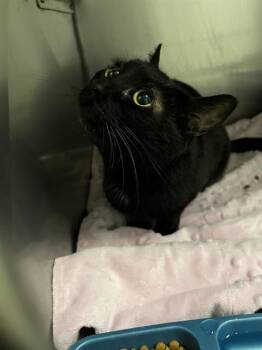 Domestic Short Hair Cats Available for Adoption in Killeen, Texas - RAVEN | PetCurious