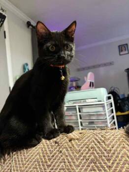 Rescue Domestic Short Hair Cats for Adoption in West Mifflin, Pennsylvania - Snickers | PetCurious