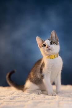 Rescue Domestic Short Hair Cats for Adoption in Maitland, Florida - Ross | PetCurious