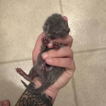 Domestic Short Hair Cats Available for Adoption in Morganton, North Carolina - Blueberry | PetCurious