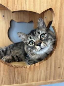 Bubbles 1389-26 -  Domestic Medium Hair and Domestic Short Hair Cat for Adoption in Cumming, Georgia - Bubbles 1389-26 | PetCurious