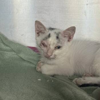 LILO -  Domestic Short Hair Cat for Adoption in San Antonio, Texas - LILO | PetCurious