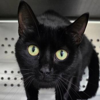 Khloe -  Domestic Short Hair Cat for Adoption in Chatham, Virginia - Khloe | PetCurious