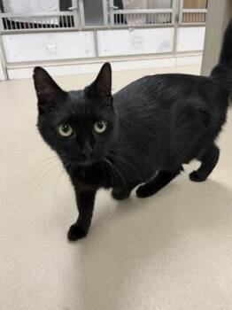 Domestic Short Hair Cats Available for Adoption - Ambers | PetCurious