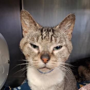 Domestic Short Hair Cats Available for Adoption in Lakeland, Florida - Turbo | PetCurious