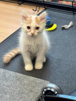 Finch -  Domestic Medium Hair Cat for Adoption in Little Rock, Arkansas - Finch | PetCurious