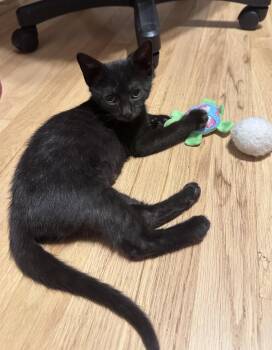 Sticky Wicket -  Domestic Short Hair Cat for Adoption in Trenton, New Jersey - Sticky Wicket | PetCurious