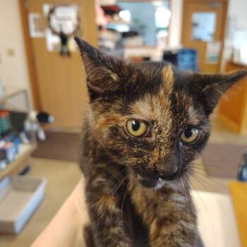 Sahara -  Domestic Short Hair Cat for Adoption in Indiana, Pennsylvania - Sahara | PetCurious