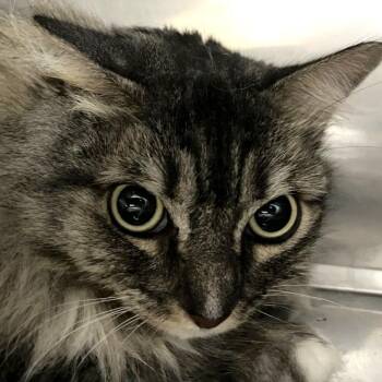 Rae -  Domestic Long Hair Cat for Adoption in Brenham, Texas - Rae | PetCurious