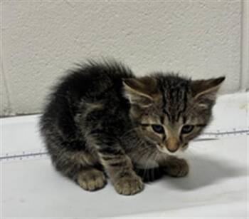 MILTON -  Domestic Short Hair Cat for Adoption - MILTON | PetCurious