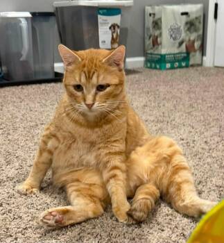 Asher -  Domestic Short Hair Cat for Adoption in Sioux City, Iowa - Asher | PetCurious