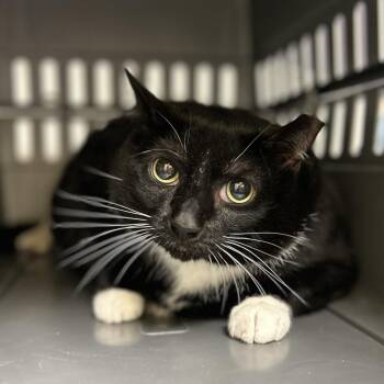 Raven -  Domestic Short Hair Cat for Adoption in Charlottesville, Virginia - Raven | PetCurious