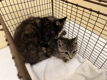 CASSIE -  Domestic Medium Hair Cat for Adoption in Tustin, California - CASSIE | PetCurious