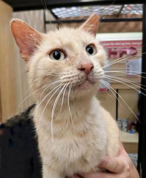 American Shorthair Cats Available for Adoption - Necio | PetCurious