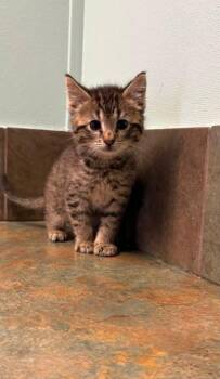 Chicken Nugget -  Domestic Short Hair Cat for Adoption in Columbus, Nebraska - Chicken Nugget | PetCurious