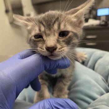 MARU -  Domestic Short Hair Cat for Adoption in Ontario, California - MARU | PetCurious