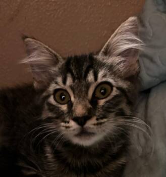 Rescue Domestic Short Hair Cats for Adoption in Colusa, California - Mix | PetCurious