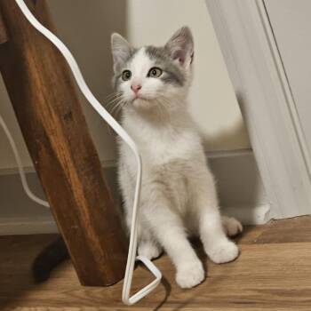 Rescue Domestic Medium Hair Cats for Adoption in Brownsboro, Alabama - Scanlan | PetCurious