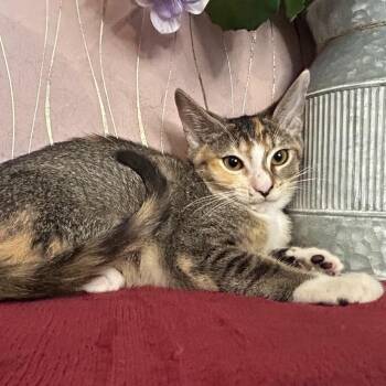 Sweets -  Domestic Short Hair Cat for Adoption in Long Beach, Mississippi - Sweets | PetCurious