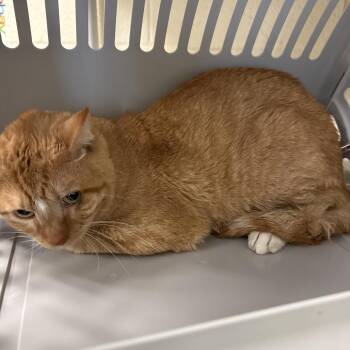Levi -  Domestic Short Hair Cat for Adoption in Memphis, Tennessee - Levi | PetCurious