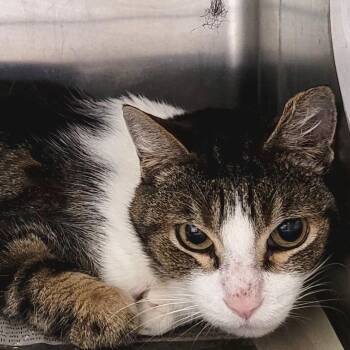 Domestic Short Hair Cats Available for Adoption - Mr. Bucket | PetCurious