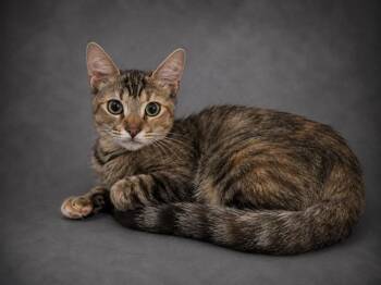 TELLA -  Domestic Short Hair Cat for Adoption in Winter Haven, Florida - TELLA | PetCurious