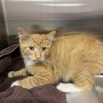 Cantaloupe -  Domestic Medium Hair Cat for Adoption in Morganton, North Carolina - Cantaloupe | PetCurious