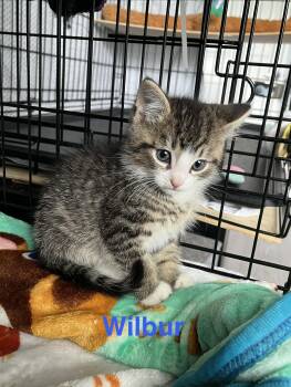 Wilbur -  Domestic Short Hair Cat Available for Adoption in Manorville, New York - Wilbur | PetCurious
