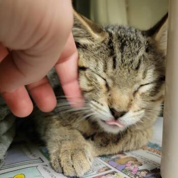 Toadstool -  Domestic Short Hair Cat for Adoption in Columbia, Missouri - Toadstool | PetCurious