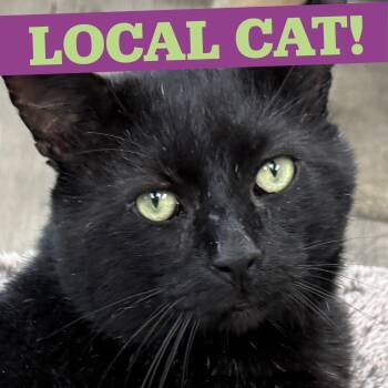LOCAL CAT, Onyx -  Domestic Short Hair Cat for Adoption in Scituate, Rhode Island - LOCAL CAT, Onyx | PetCurious