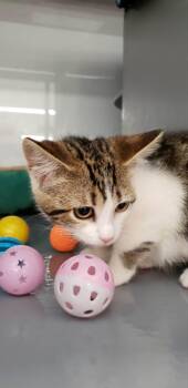Maggie -  Domestic Short Hair Cat for Adoption in Spring Brook, New York - Maggie | PetCurious