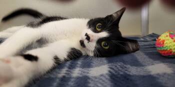 Domestic Short Hair Cats Available for Adoption - Pooka | PetCurious