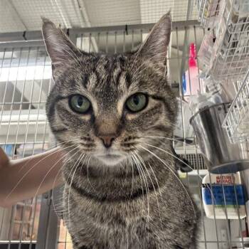 Rescue Domestic Short Hair Cats for Adoption in New York, New York - Cosmic Brownie | PetCurious