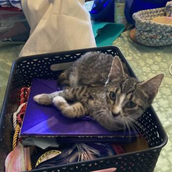Gus -  Tabby Cat for Adoption in Springfield, Oregon - Gus | PetCurious