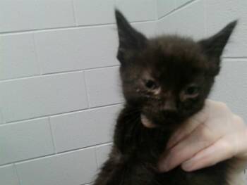 MAGIC -  Domestic Short Hair Cat for Adoption in Kalamazoo, Michigan - MAGIC | PetCurious