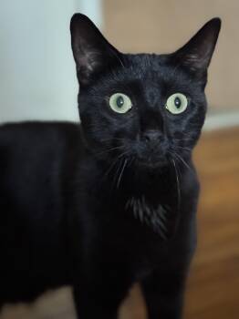 Rescue Domestic Short Hair Cats for Adoption in Nutley, New Jersey - Jaden | PetCurious